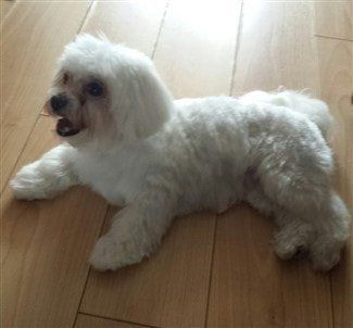 Breed of dog crossed with hot sale shih tzu